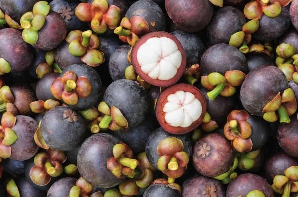 Understanding Mangosteen Season Vietnam for Global Supply Chain Planning